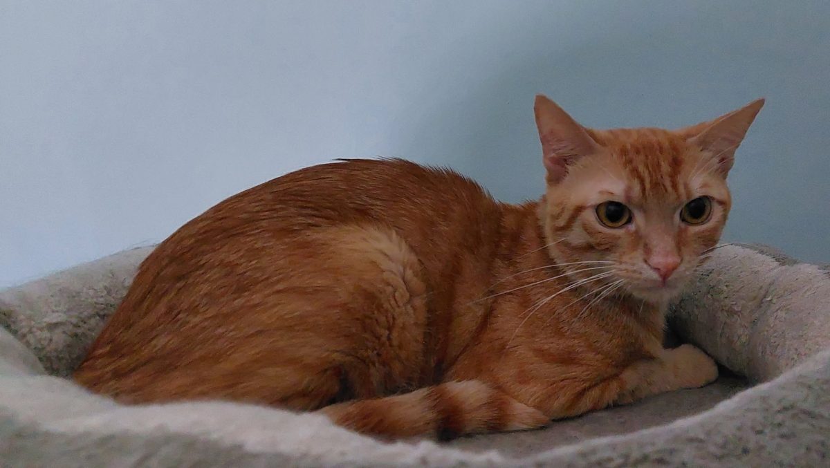 Picture of Garfield en Martha