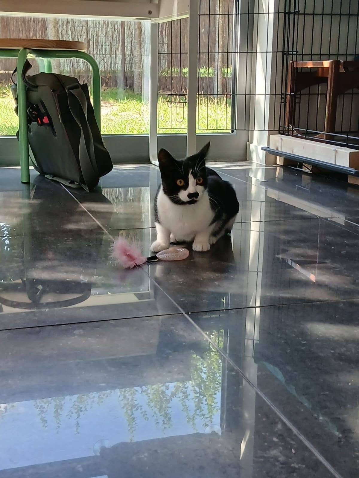 Picture of Toto