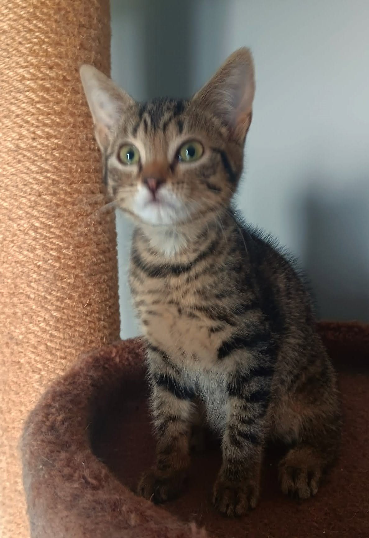 Picture of Nemo